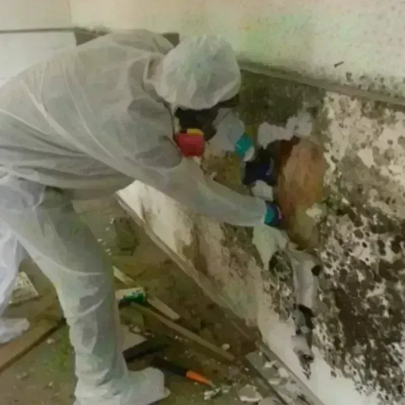 Mold Remediation and Removal in Allentown, NJ